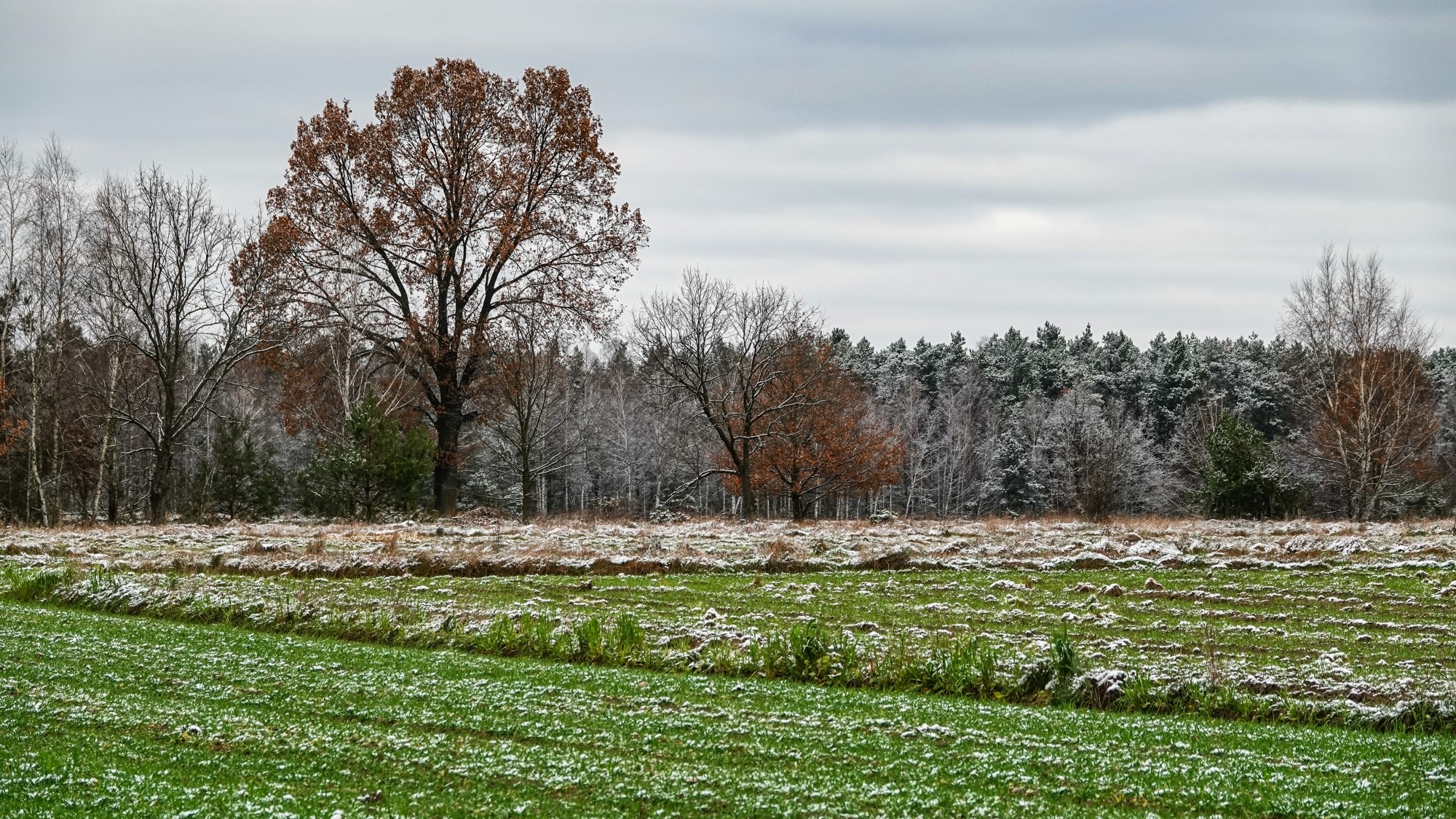 Pierwszy śnieg - zdjęcie 9