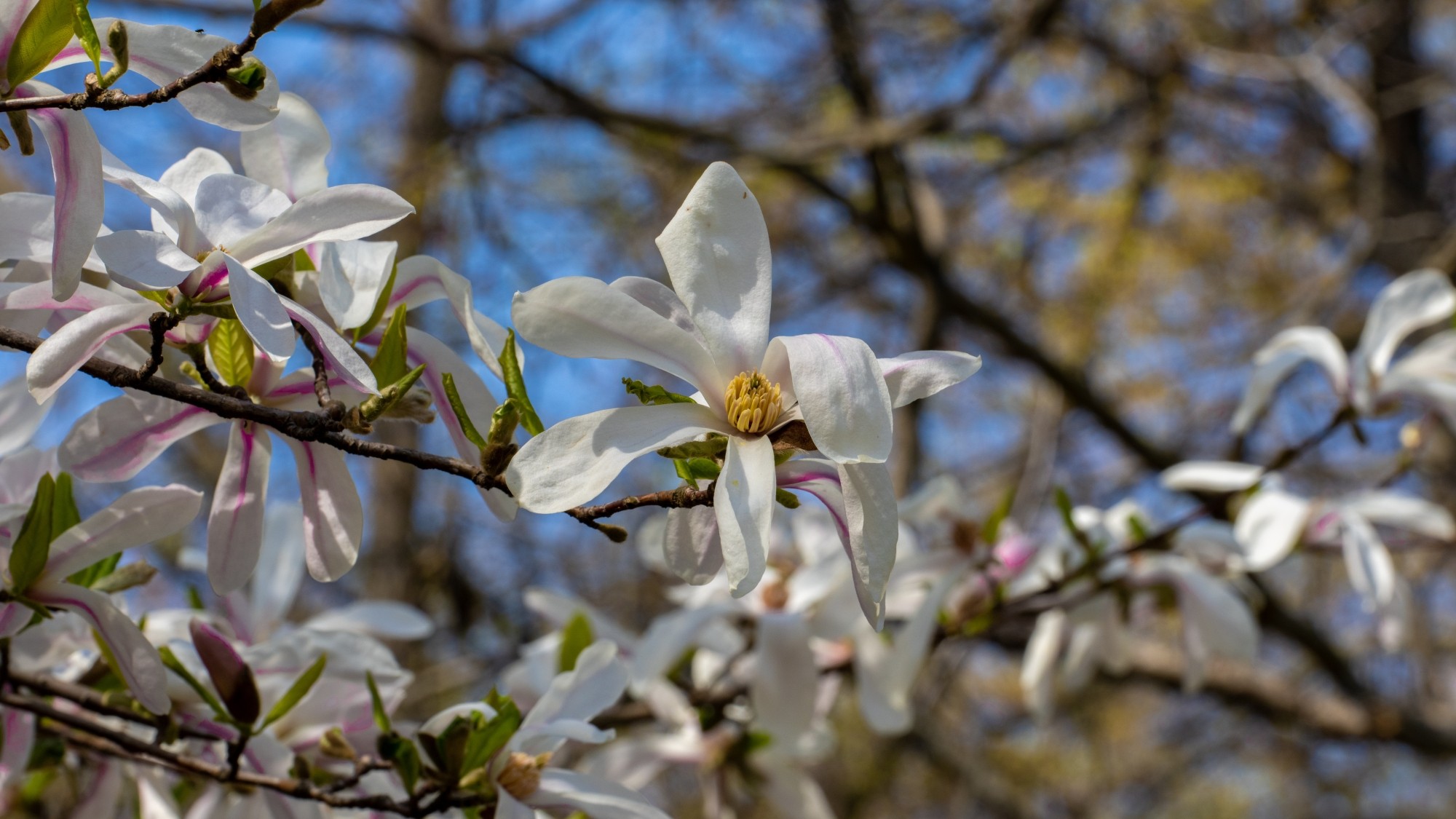 Miejska przyroda - zdjęcie 6