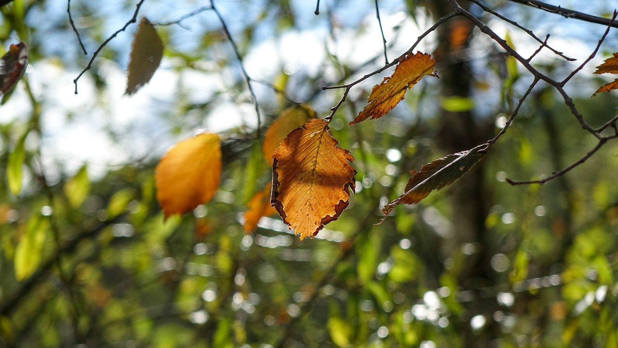 Uroki końca lata - zdjęcie 32
