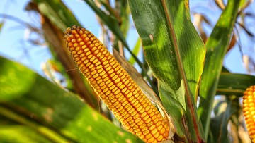 Cena za ha kukurydzy na pniu – czy wysokie ceny wpłyną na ilość bazy paszowej dla zwierząt?