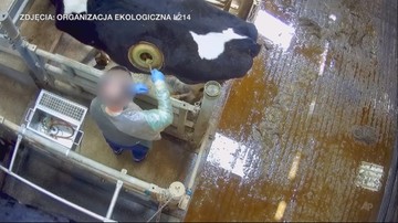 Krowy z "dziurami w brzuchu". Obrońcy praw zwierząt żądają natychmiastowej reakcji