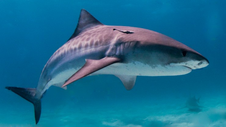 Badania: drapieżne rekiny zwiększają swój zasięg. Winę ponosi wzrost temperatury oceanów