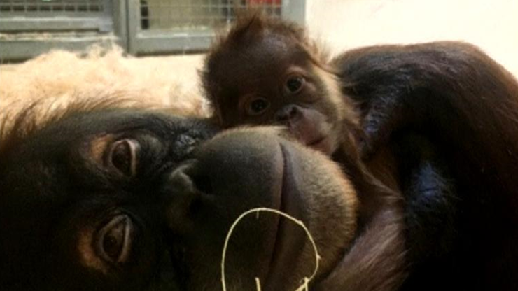 Mały orangutan, który przyszedł na świat przez cesarskie cięcie, już pod opieką mamy