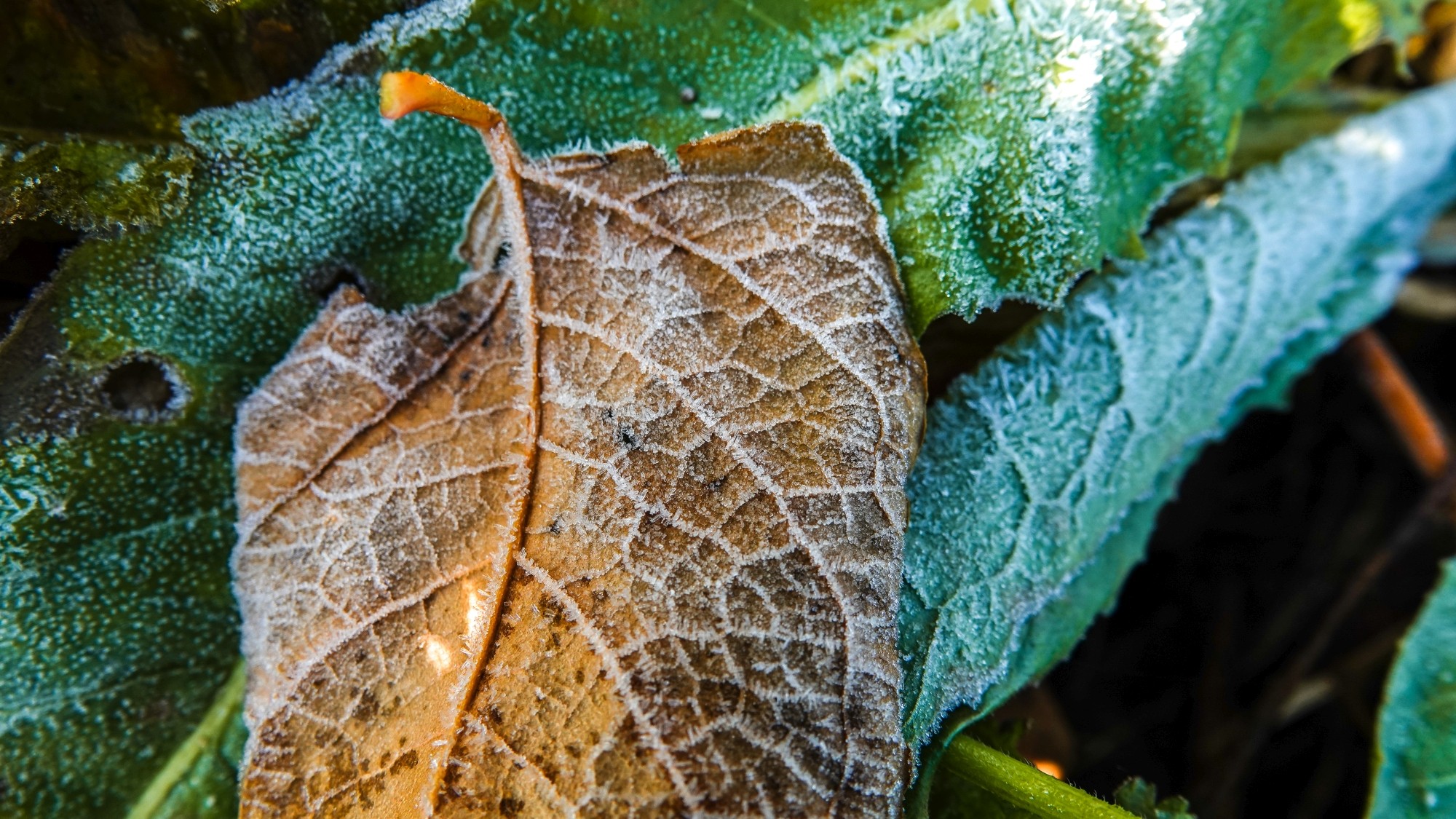 Szron pod lupą - zdjęcie 9