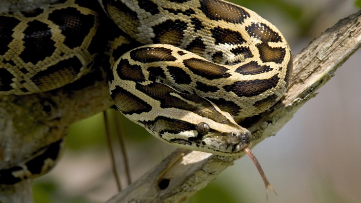 Udaremniono przemyt ponad 160 pytonów i węży boa