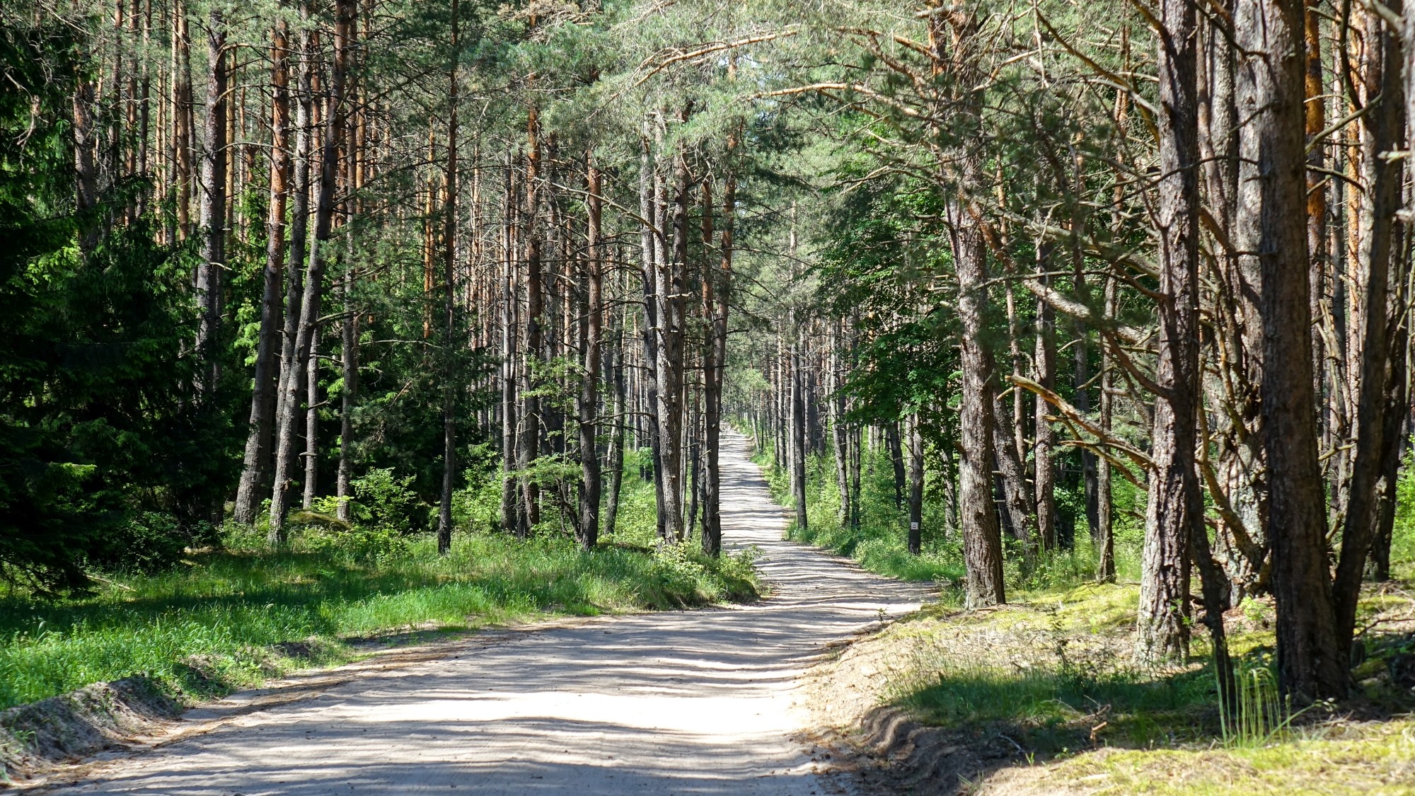 Urocze zakątki w lasach - zdjęcie 66