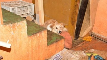 Fetor i martwe zwierzęta w mieszkaniu. Kobiecie odebrano 19 żywych psów i ponad 60 kotów