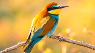 18-04-2026 04:59 Ten kolorowy ptak przyleciał właśnie do Polski. Jest jak klejnot