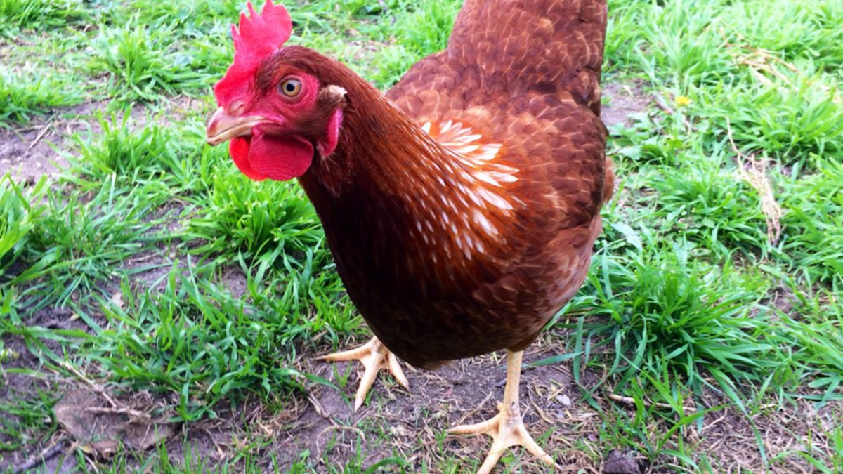 Japonia: Będzie można zrozumieć kurczaki? Pomogła sztuczna inteligencja