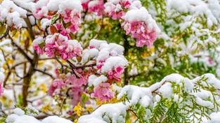 22-04-2024 06:00 Spektakularny powrót zimy. Zobacz, co śnieg i mróz zrobiły z kwitnącą przyrodą