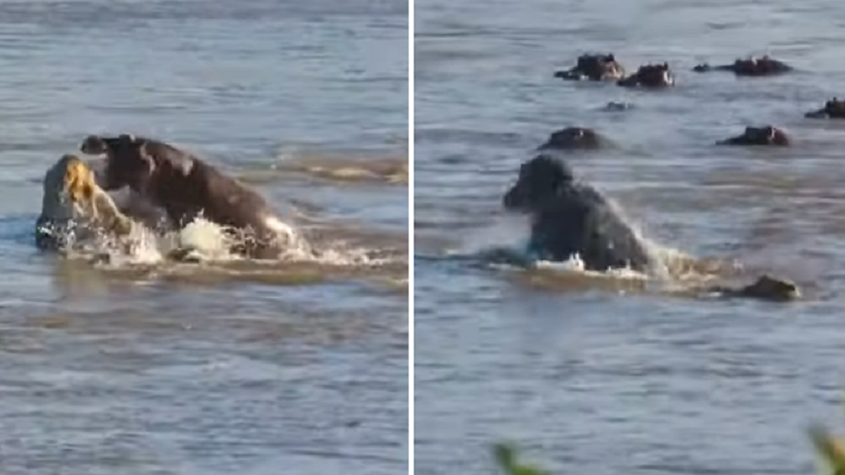 RPA: Lew wpadł w sidła hipopotamów. "Naprawdę wyjątkowy widok"