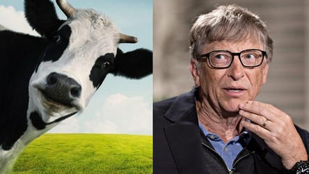 17.02.2020 08:00 Bill Gates tworzy krowę GMO. Chce powstrzymać wielkie zmiany klimatyczne