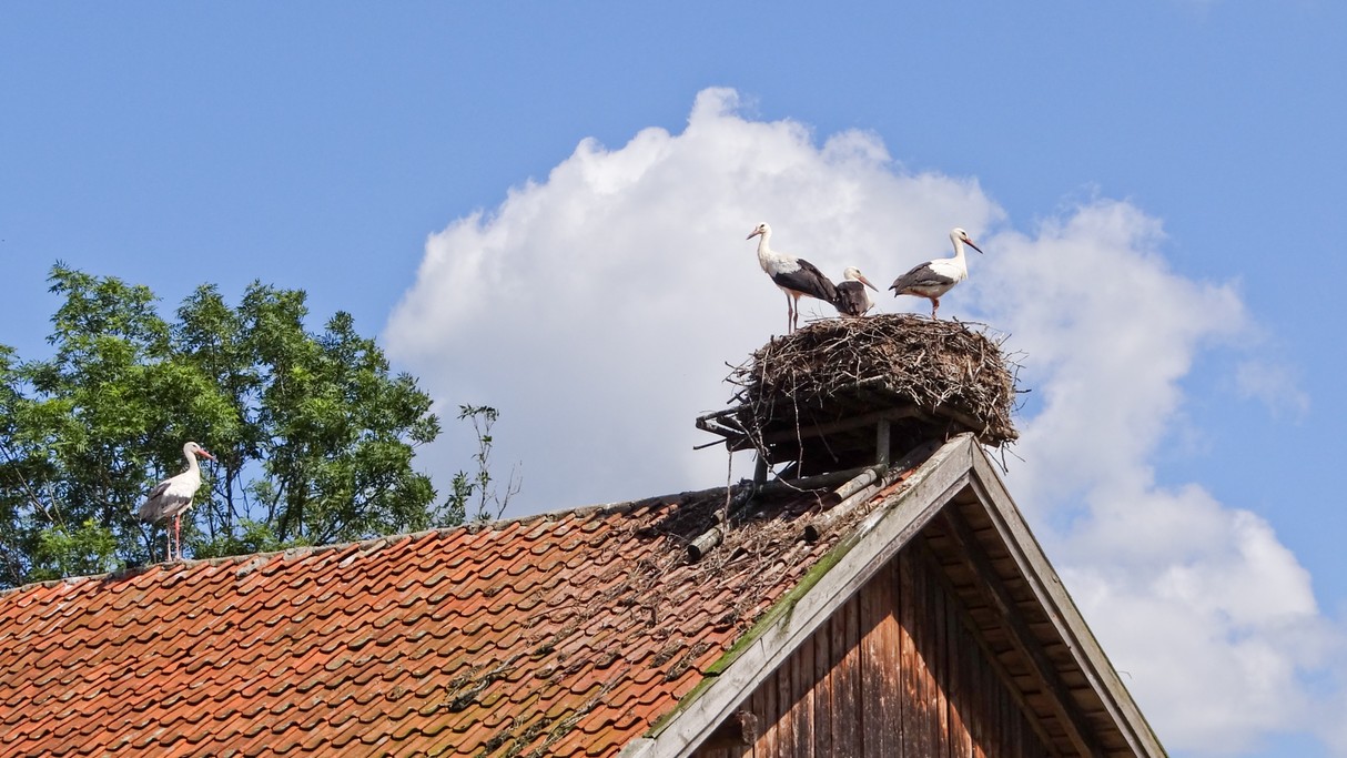 Bociania wioska - zdjęcie 15