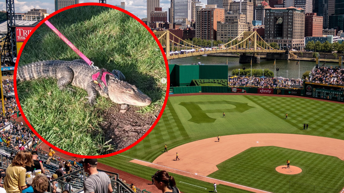 USA. Kibic na mecz baseballu przyszedł z aligatorem. Ochronie mówił, że to "wsparcie emocjonalne"
