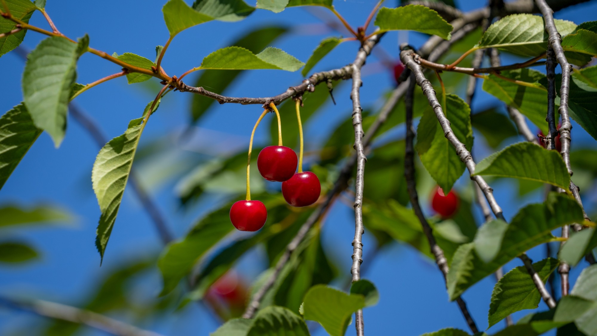 Kolory lata - zdjęcie 34