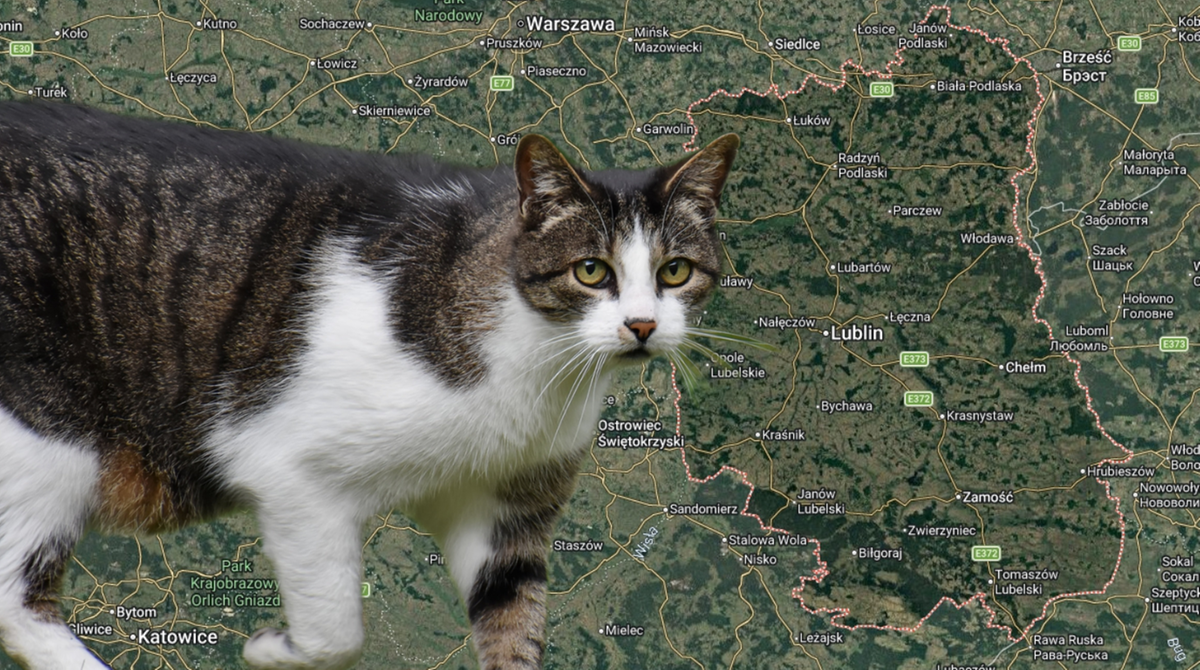 Pierwszy przypadek wścieklizny na Lubelszczyźnie. Weterynarze apelują o szczepienia