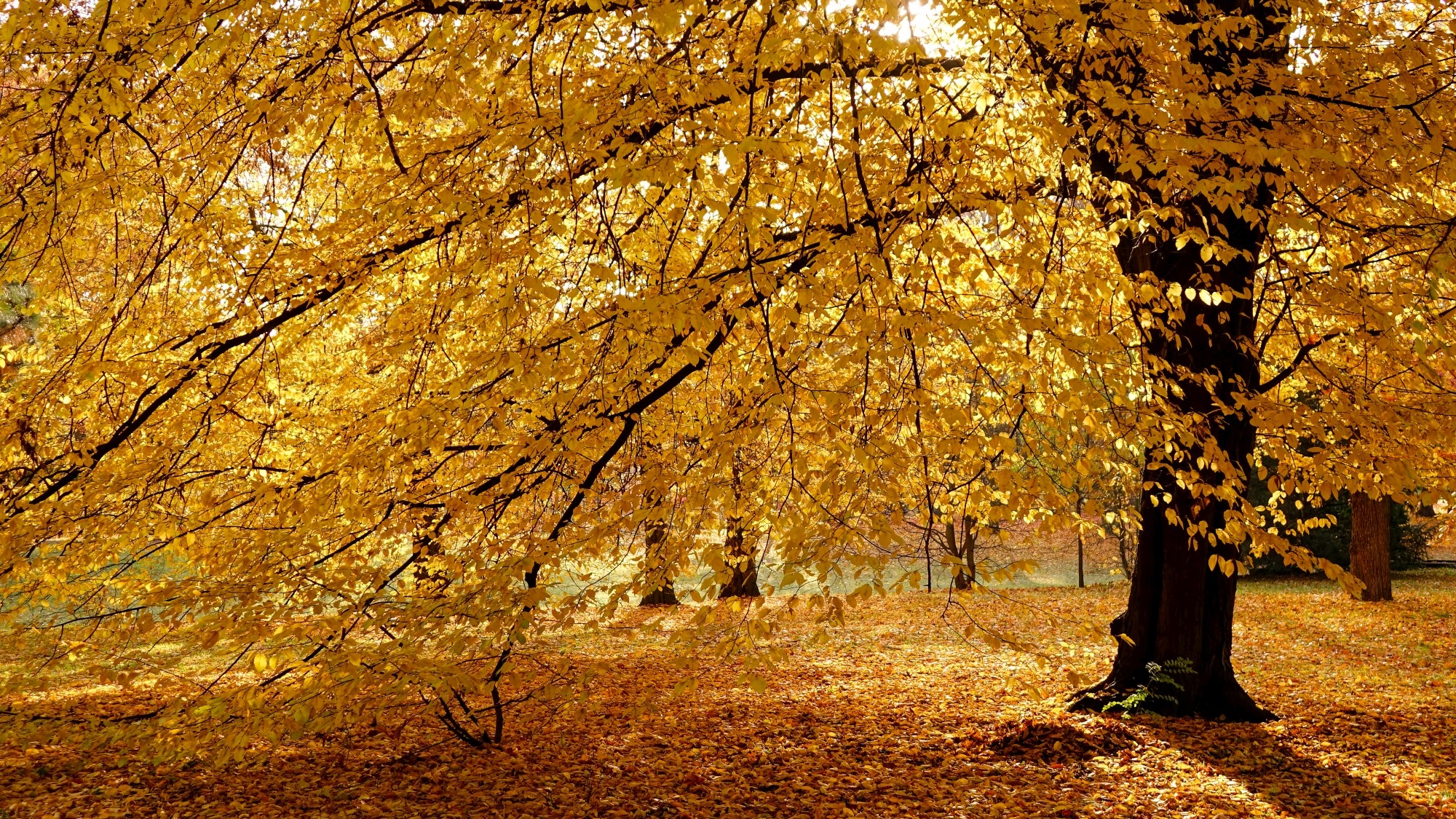 Kraina jesieni - zdjęcie 30