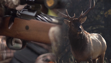 Nieletni na polowaniu, wilki jako trofeum. Ministerstwo reaguje na reportaż Polsat News