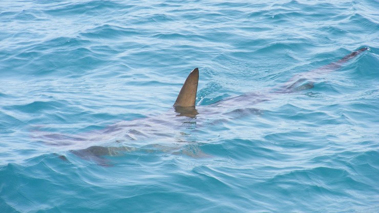 Nowy Jork. Ataki rekinów u wybrzeży Long Island. Władze apelują o ostrożność