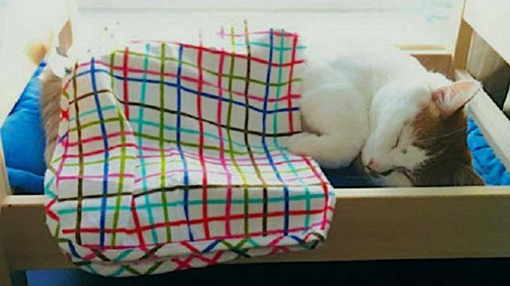 IKEA podarowała przytulisku dla kotów łóżeczka dla lalek. Rozczulające zdjęcia