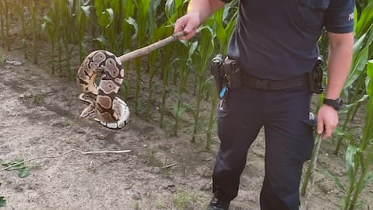 Łuków: Pyton królewski grasował w lesie. Zaskoczył kobietę podczas przejażdżki