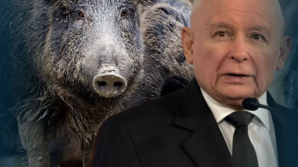 Portret Jarosława Kaczyńskiego obok zbliżenia na twarz dzika.