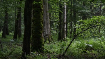 Lasy Państwowe: wycięto 157 tys. zasiedlonych przez kornika drzew w Puszczy Białowieskiej 