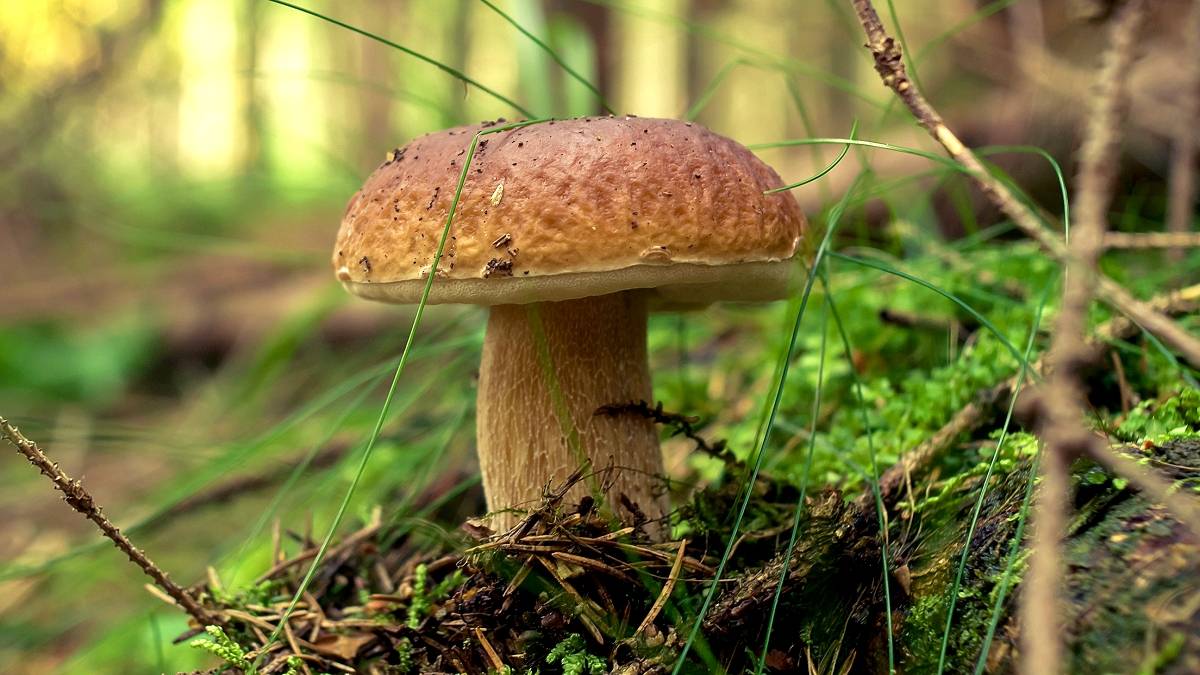 Rekordowy wysyp grzybów po ulewach. Ekspert wskazuje konkretną datę