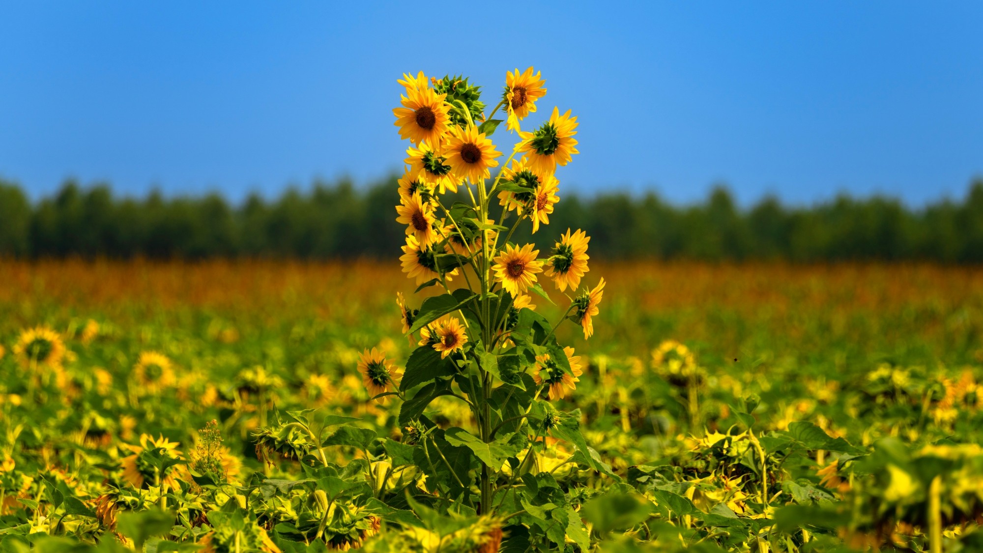 Wśród natury - zdjęcie 15