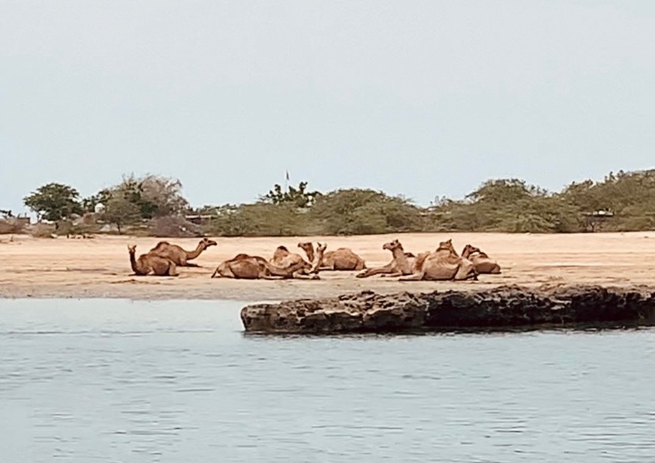 Stado wielbłądów odpoczywających na lagunie