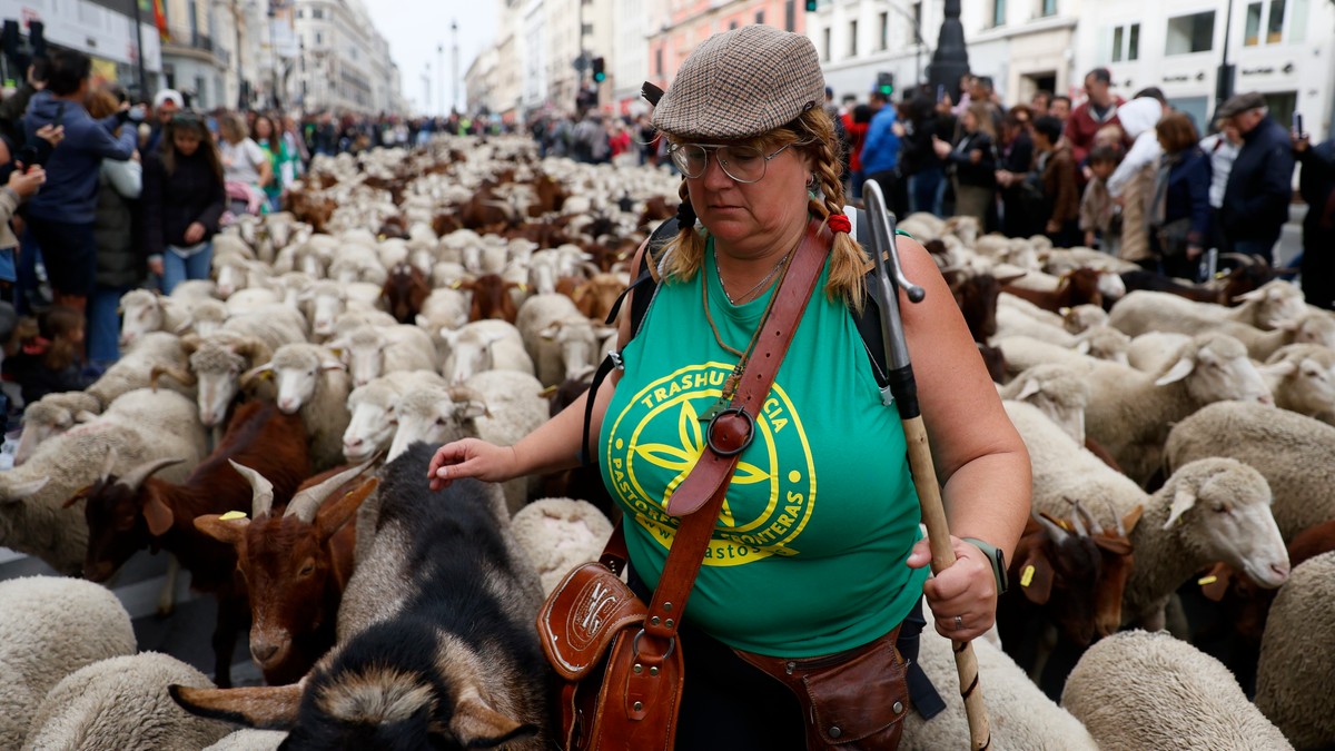Setki owiec i kóz na ulicach Madrytu. Sytuacja powtarza się co roku