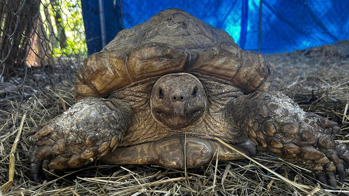 USA: Żółw uciekinier odnaleziony po trzech latach. Był bliżej niż myśleli właściciele