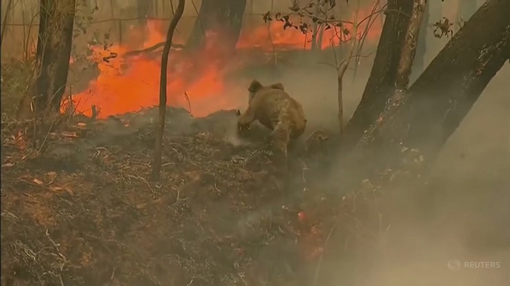 Pożary w Australii. Zginęło lub ucierpiało prawie 3 mld zwierząt