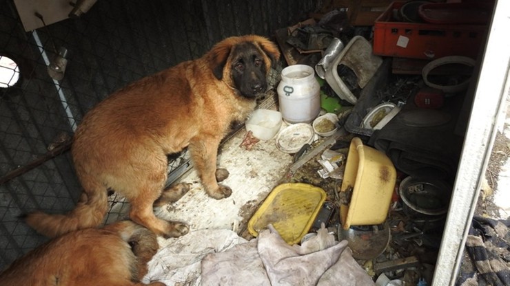 Policja w chińskim barze w Wólce Kosowskiej. Martwy pies na zapleczu, "mięso zwisające z dachu"