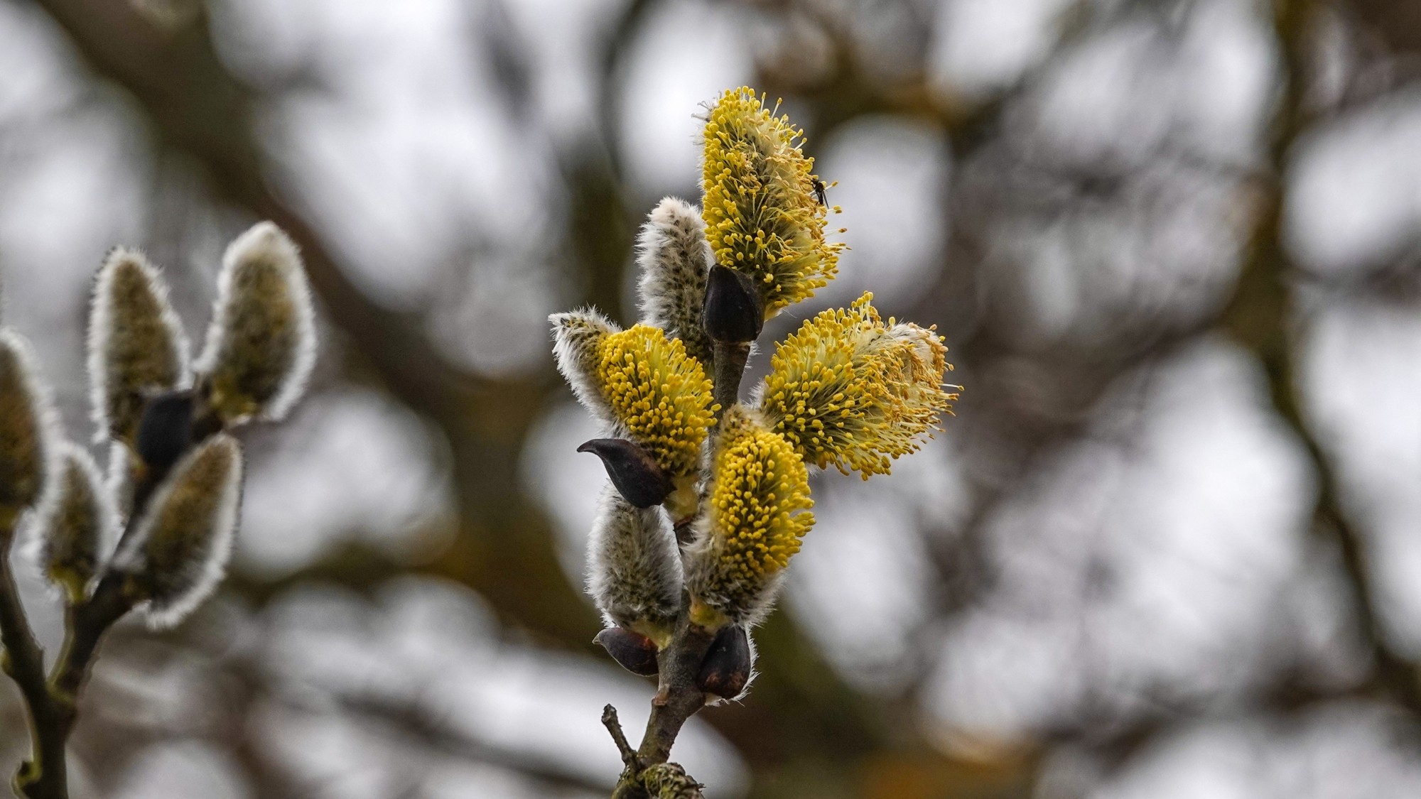 Wiosenna pobudka - zdjęcie 7