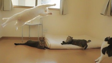 Kot, który jest mistrzem baletu. Oto kolejny dowód, że internet kocha koty