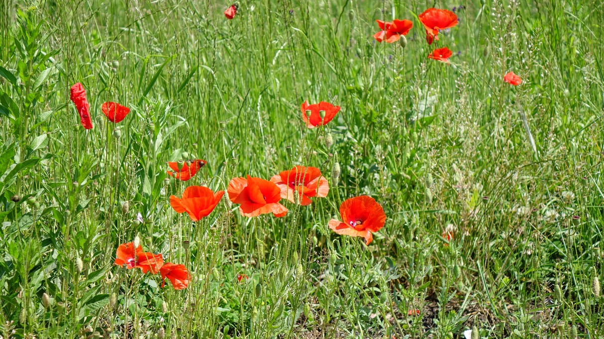 Maj w obiektywie - zdjęcie 11