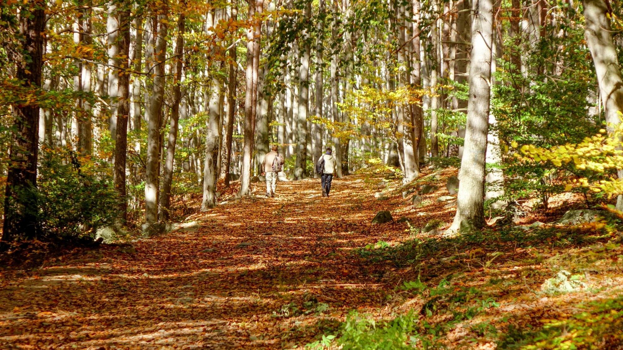 Urocze zakątki w lasach - zdjęcie 89