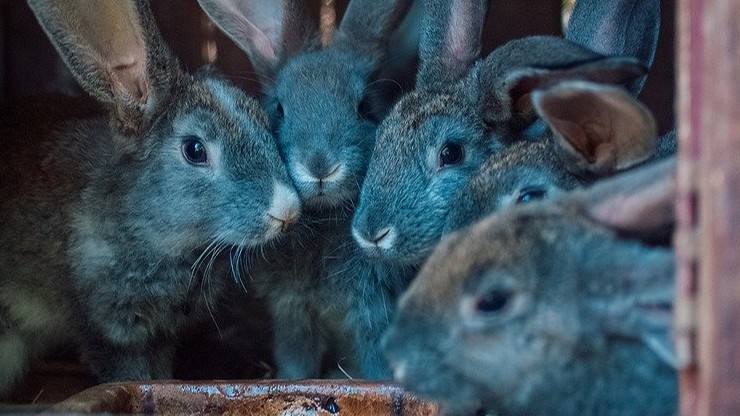 Kilkadziesiąt żywych i padłych królików wyrzuconych w lesie. Zwierzęta miały wirusa
