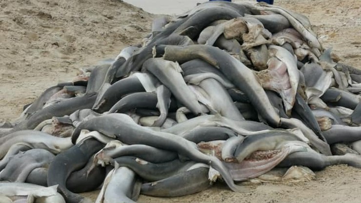 Sterta martwych rekinów na plaży. Rzeź w RPA