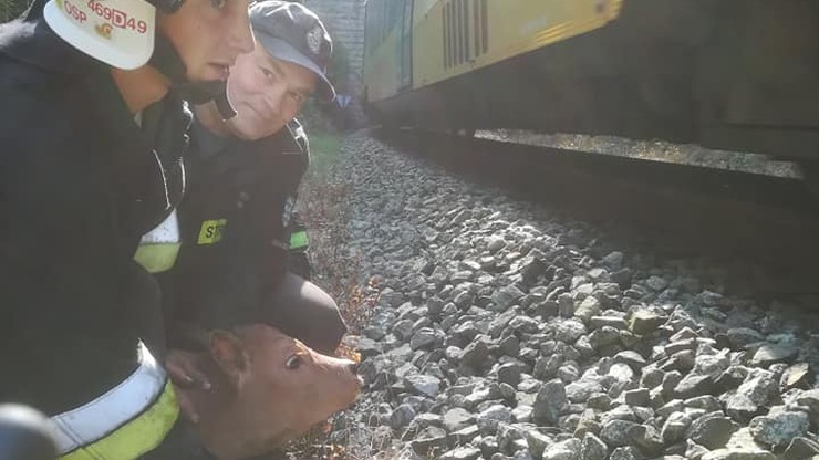 Nietypowa interwencja strażaków