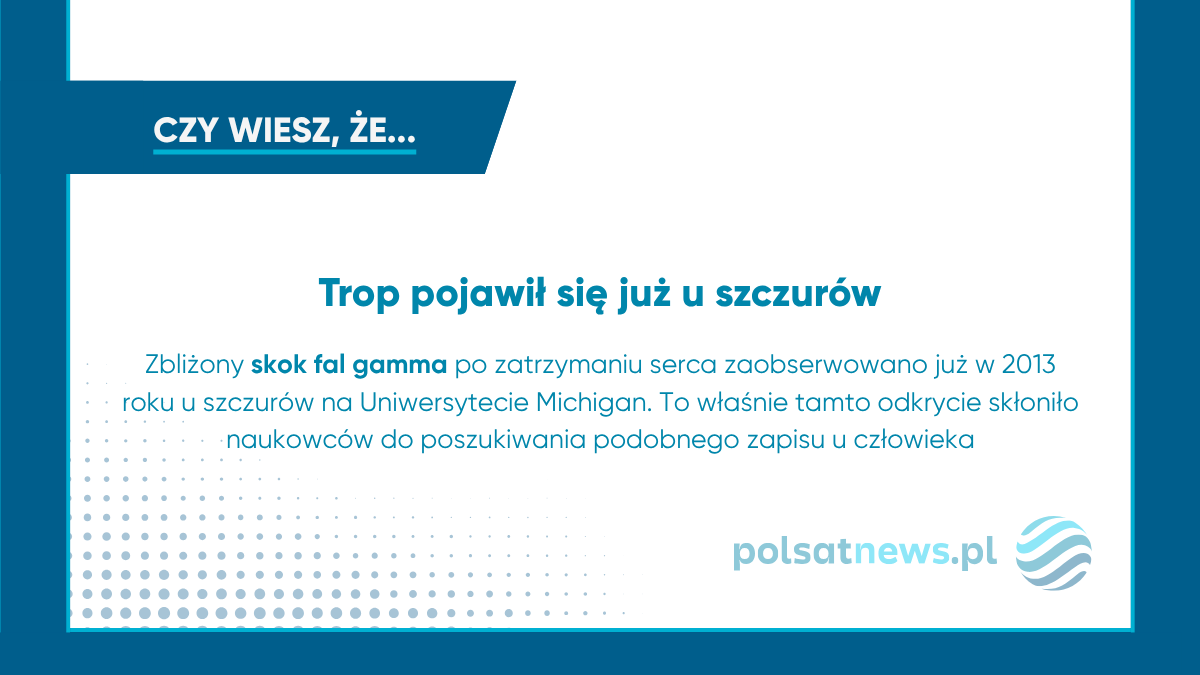 Aktywność mózgu w chwili śmierci badana była już wcześniej u szczurów