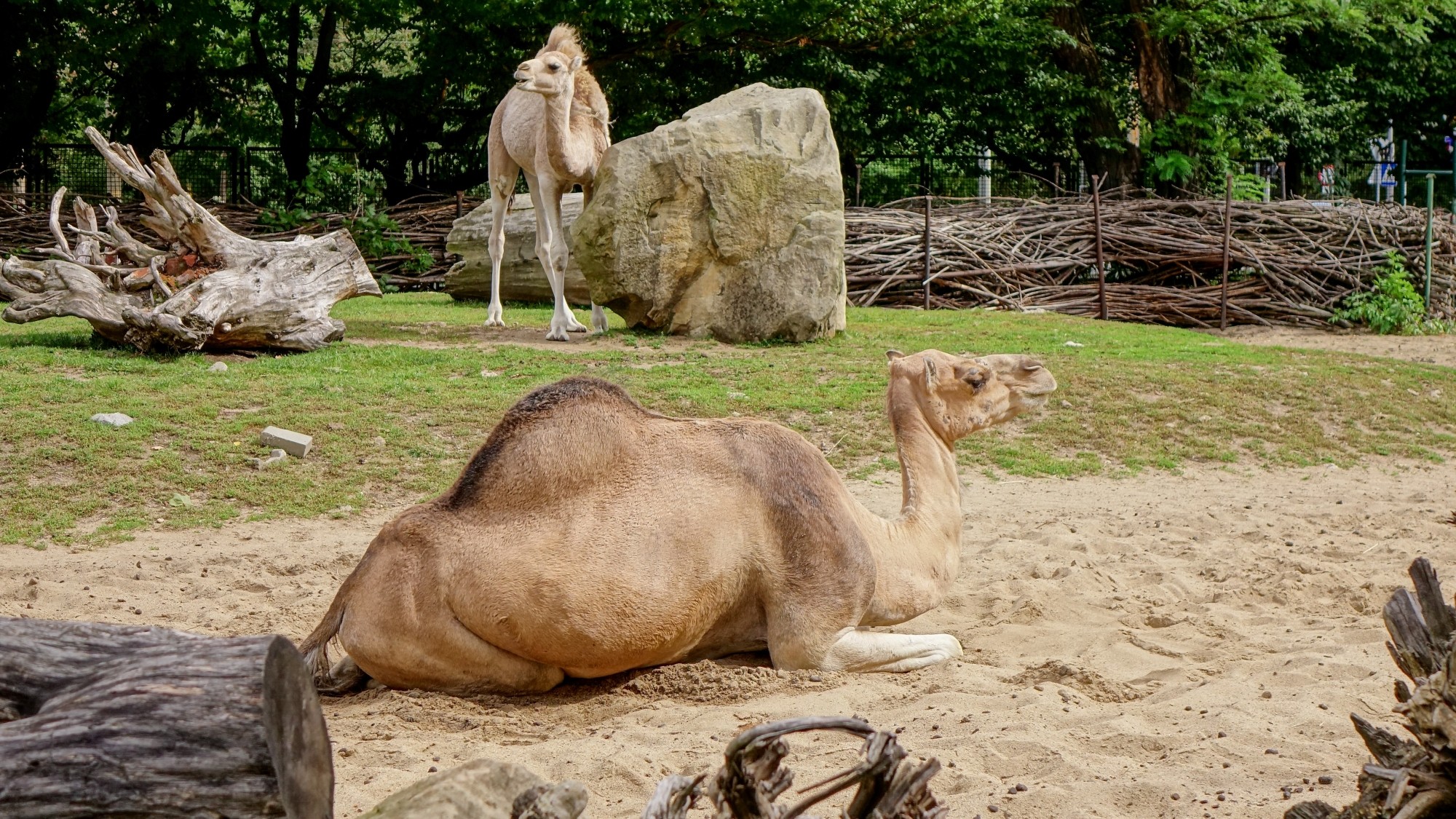 Z kamerą wśród zwierząt - zdjęcie 46