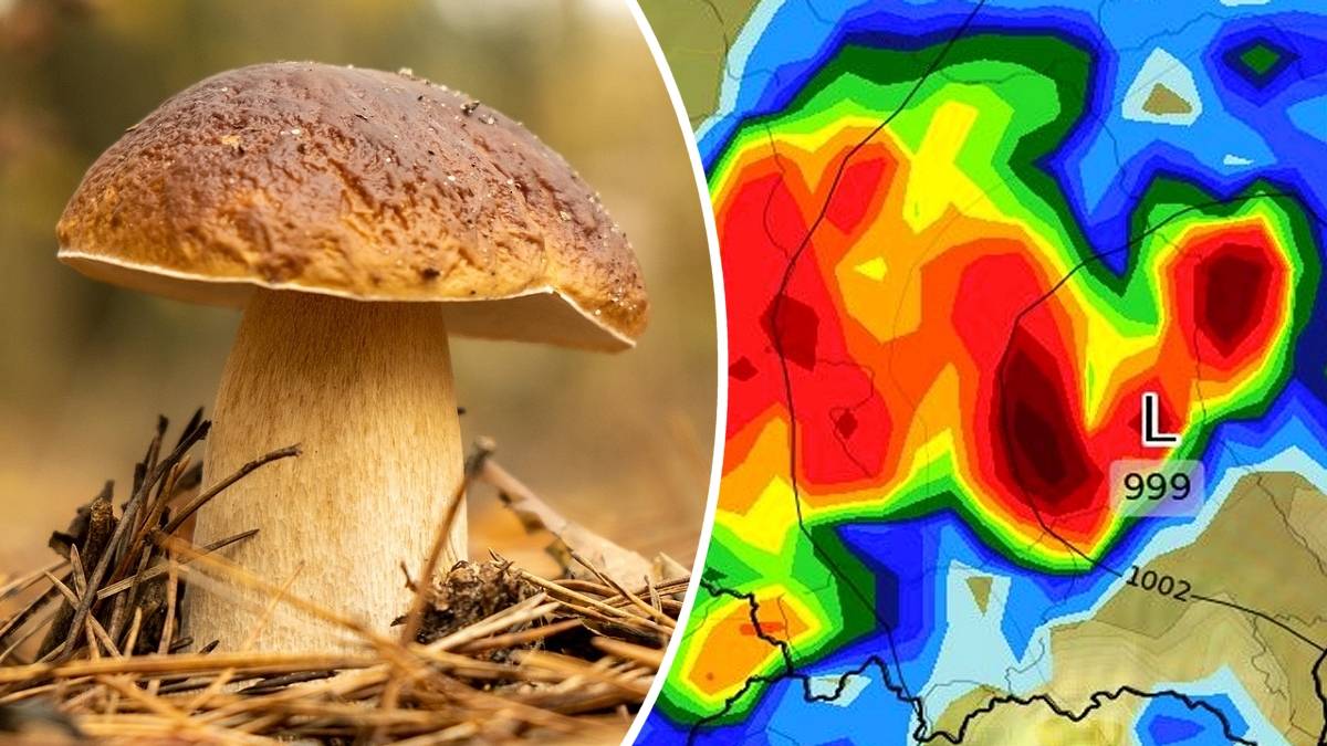 Sezon na grzyby zacznie się wyjątkowo wcześnie? Jest konkretna data