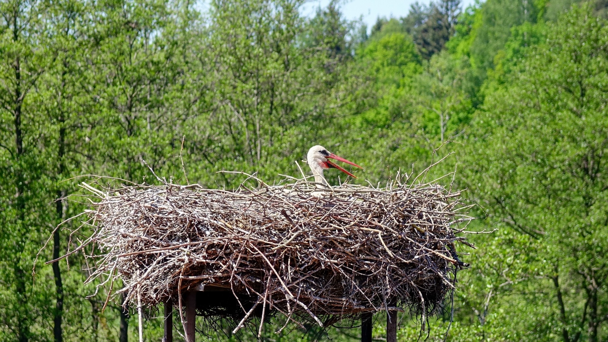 Z kamerą wśród zwierząt - zdjęcie 77