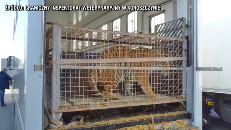 Poznańskie zoo przyjmie tygrysy, które utknęły na granicy. "Nie wiemy, ile z nich przeżyje"