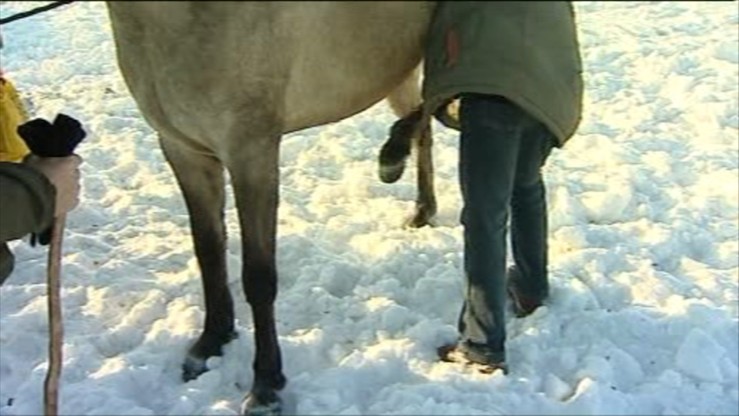 Obrońcy zwierząt chcieli manifestować na targu koni. Burmistrz wydał zakaz, sąd podtrzymał decyzję