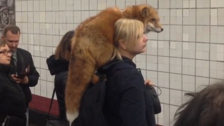 Weszła do metra z lisem na ramieniu. Żywym lisem