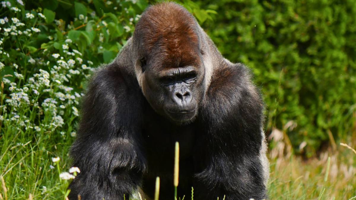 Gość warszawskiego zoo obrzucił goryla Aziziego przedmiotami