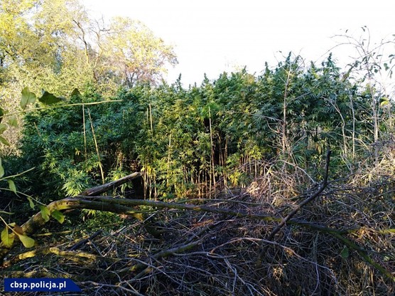 Marihuana rośnie wszędzie: 3-metrowa w lesie, niższa w "serwerowni" i w oborze